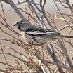 Lark Bunting